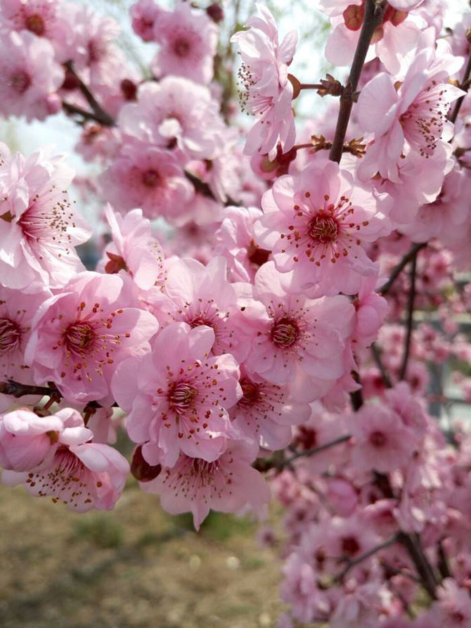 陽春三月，這些美景其實(shí)可以帶回家！-別墅設(shè)計(jì),軟裝設(shè)計(jì),室內(nèi)設(shè)計(jì),豪宅設(shè)計(jì),深圳例外軟裝設(shè)計(jì)公司