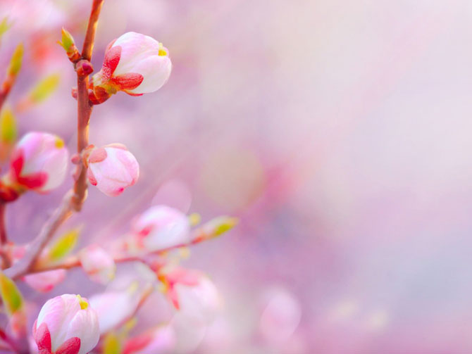 陽春三月，這些美景其實(shí)可以帶回家！-別墅設(shè)計(jì),軟裝設(shè)計(jì),室內(nèi)設(shè)計(jì),豪宅設(shè)計(jì),深圳例外軟裝設(shè)計(jì)公司
