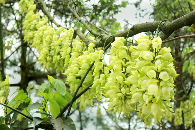 陽春三月，這些美景其實(shí)可以帶回家！-別墅設(shè)計(jì),軟裝設(shè)計(jì),室內(nèi)設(shè)計(jì),豪宅設(shè)計(jì),深圳例外軟裝設(shè)計(jì)公司