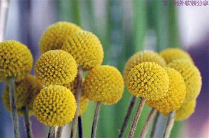 【例外.花箋記】金槌花，敲打在心間的小鼓槌！-別墅設(shè)計,軟裝設(shè)計,室內(nèi)設(shè)計,豪宅設(shè)計,深圳例外軟裝設(shè)計公司