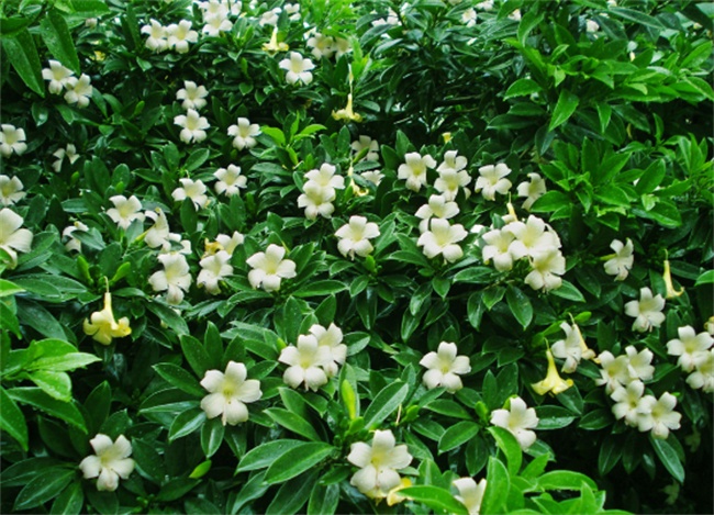 不能不知的11款強(qiáng)室內(nèi)吸毒植物，裝修房子必備-別墅設(shè)計(jì),軟裝設(shè)計(jì),室內(nèi)設(shè)計(jì),豪宅設(shè)計(jì),深圳例外軟裝設(shè)計(jì)公司
