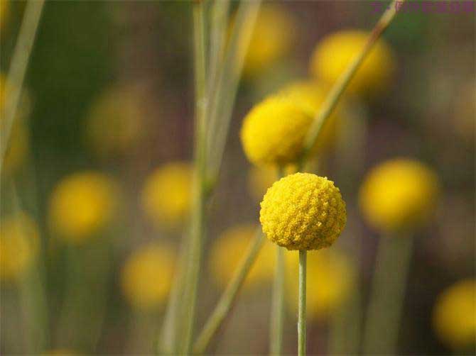 【例外.花箋記】金槌花，敲打在心間的小鼓槌！-別墅設(shè)計,軟裝設(shè)計,室內(nèi)設(shè)計,豪宅設(shè)計,深圳例外軟裝設(shè)計公司