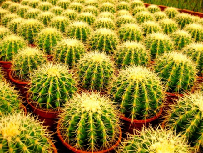 不能不知的11款強(qiáng)室內(nèi)吸毒植物，裝修房子必備-別墅設(shè)計(jì),軟裝設(shè)計(jì),室內(nèi)設(shè)計(jì),豪宅設(shè)計(jì),深圳例外軟裝設(shè)計(jì)公司